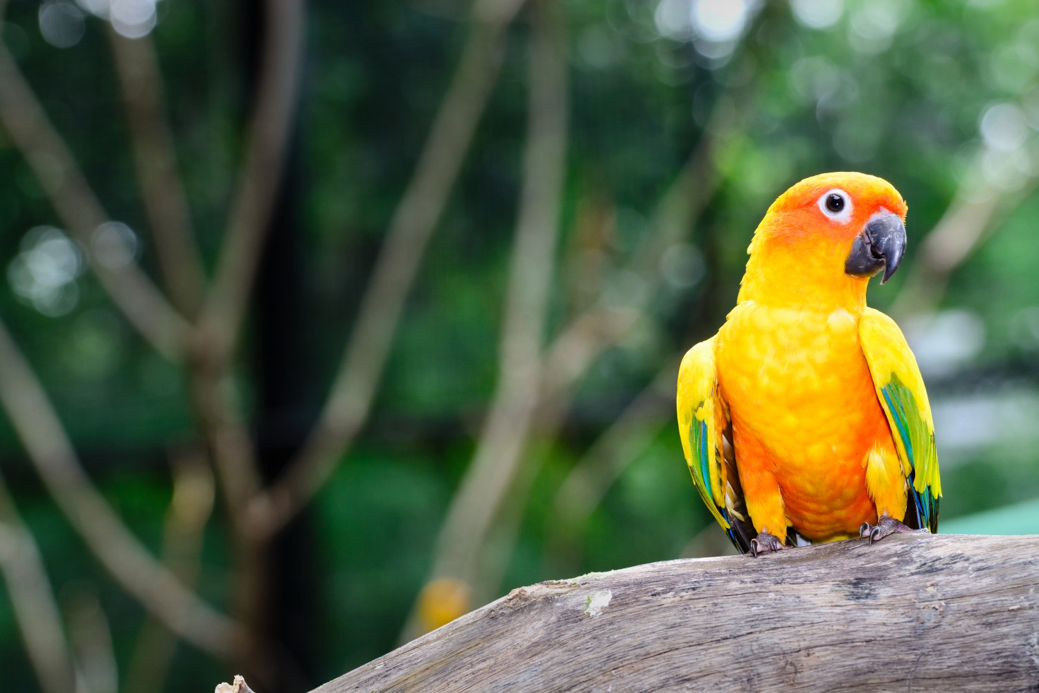 Orange and green parrot