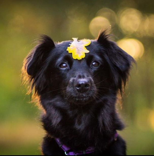 Black dog playing in leaves