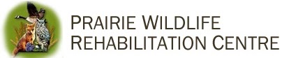 Prairie Wildlife Rehabilitation