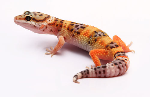 Leopard Gecko