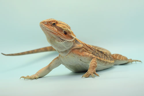 Bearded Dragon