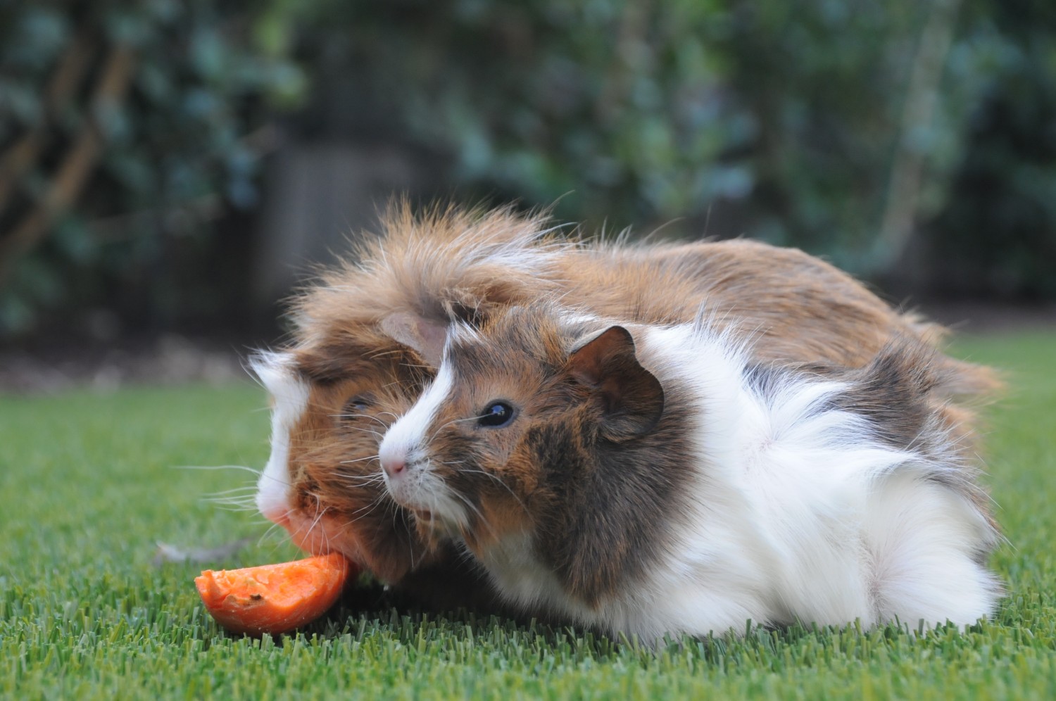 Guinea Pigs Eating