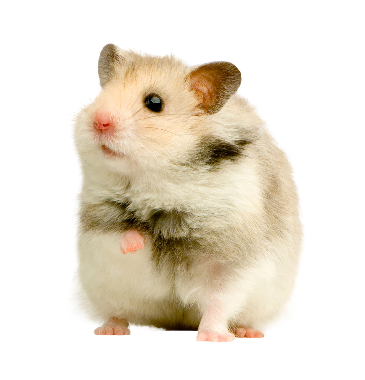 Hamster