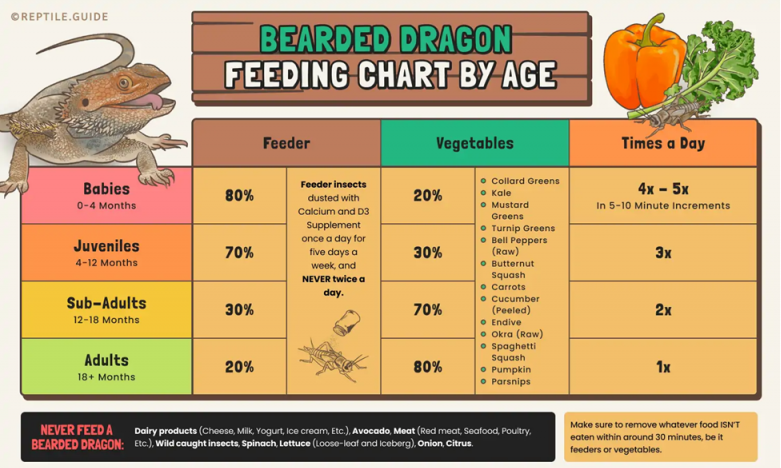 Bearded Dragon Food Guide