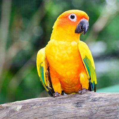 Yellow, green and blue parrot